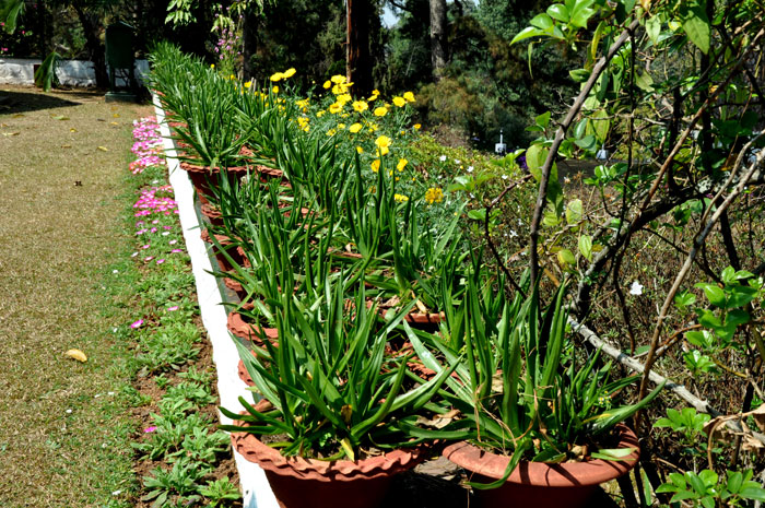 Photos of Flowers in Raj Bhavan