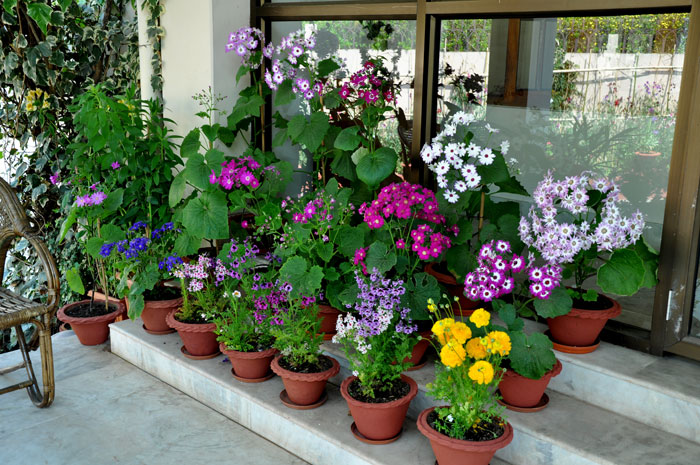 Photos of Flowers in Raj Bhavan